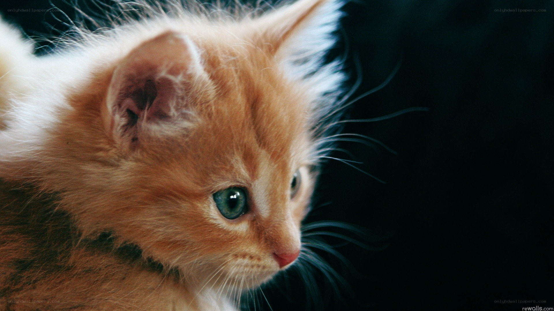orange kitten with green eyes