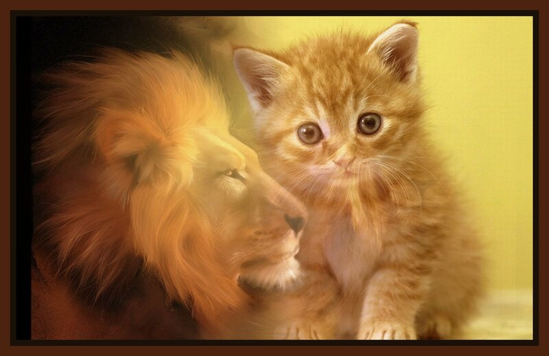 Orange Kitten with Lion