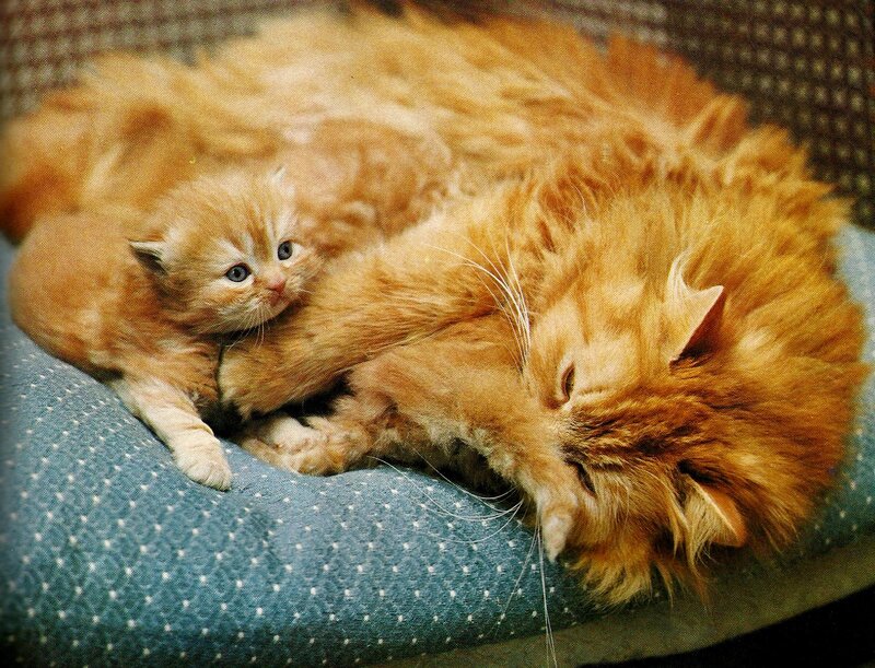 Orange Kitten with Mother