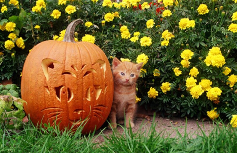 Orange Kitten with Pumpkin