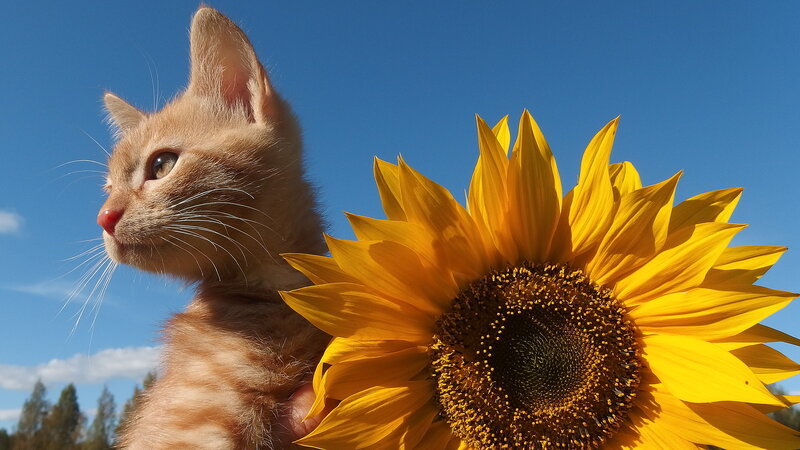 Orange Kitten with Sunflower