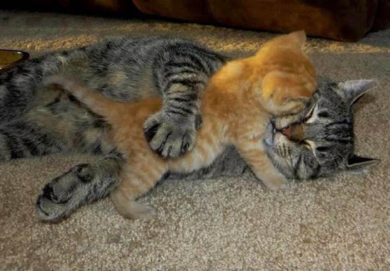 Orange Kitten with Tabby Cat