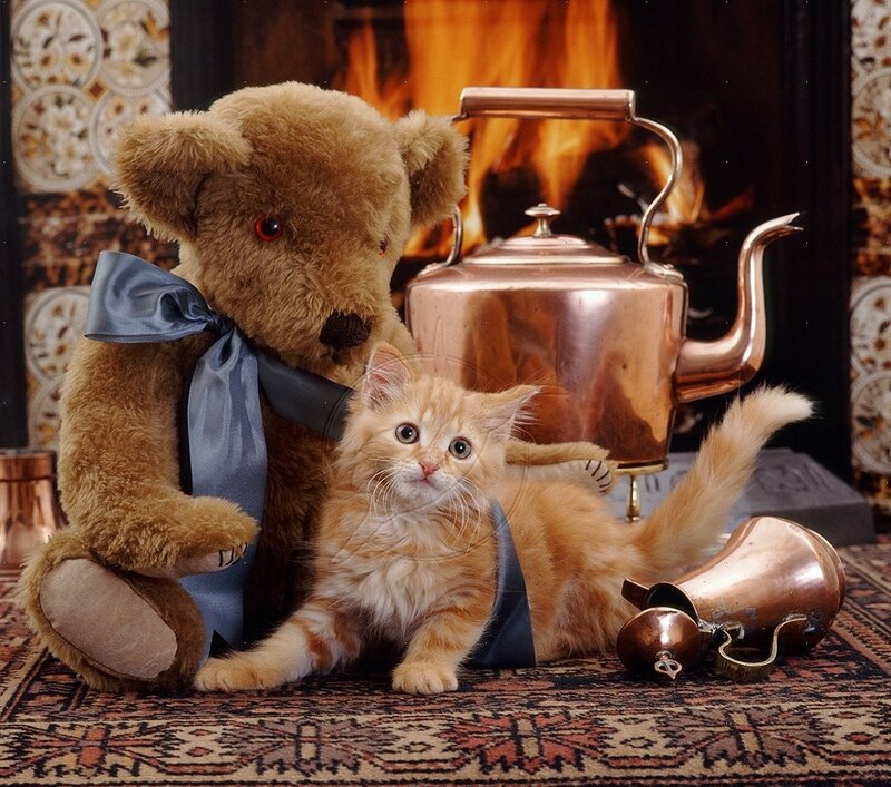 Orange Kitten with Teddy Bear