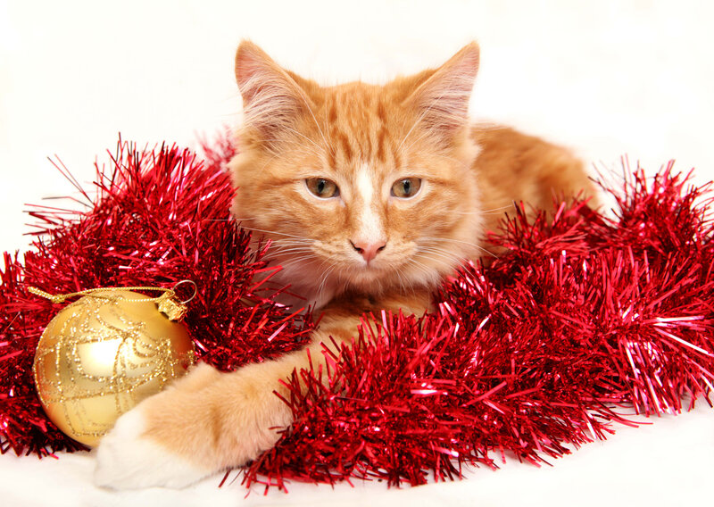 Orange Kitten with Tinsel