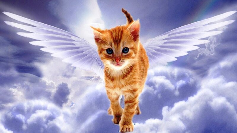 Orange Kitten with Wings — Serene