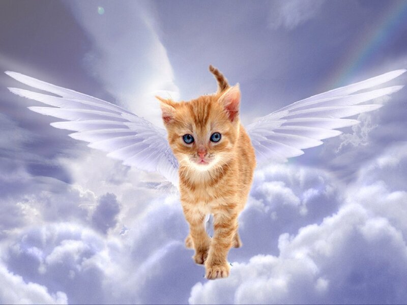 Orange Kitten with Wings