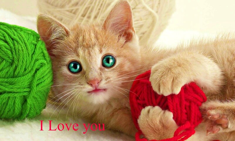 Orange Kitten with Yarn