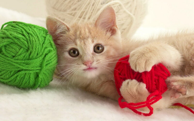 Orange Kitten with Yarn — White