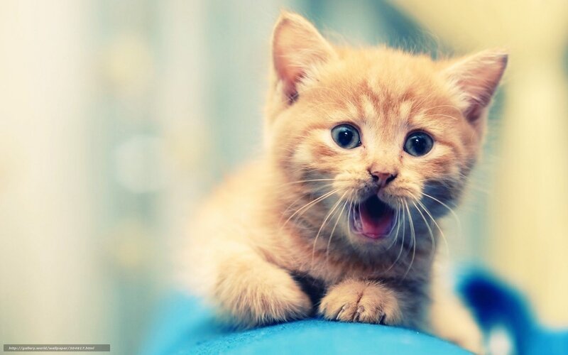 Orange Kitten Yawning — Curious