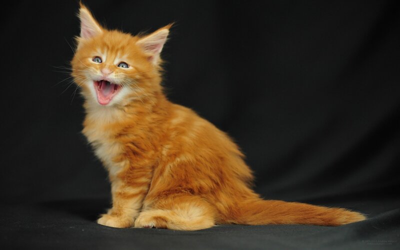 Orange Kitten Yawning — Neutral