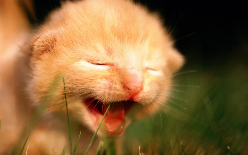 Orange Kitten Yawning — Peaceful, Photograph