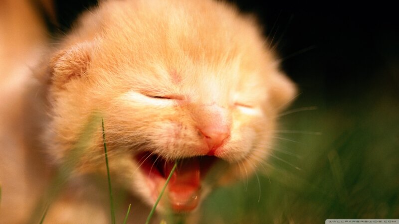 Orange Kitten Yawning — Peaceful