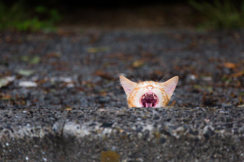Orange Kitten Yawning — Playful, Photograph