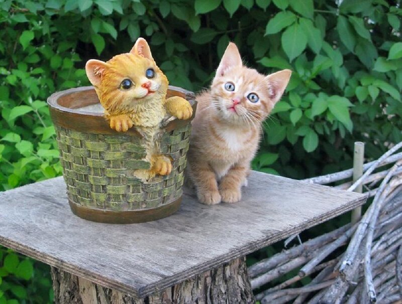 Orange Kittens in Basket