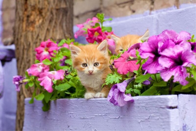 Orange Kittens in Flowers