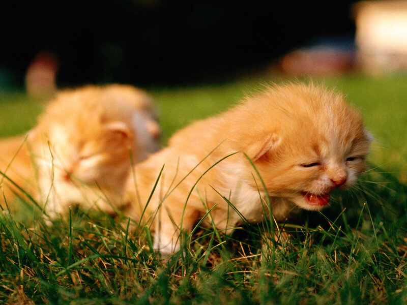 Orange Kittens in Grass — Calm