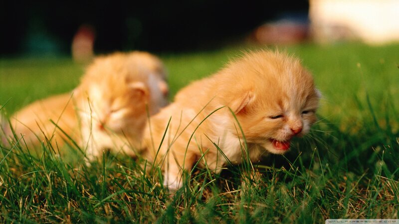 Orange Kittens in Grass — Green, Calm