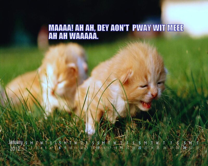 Orange Kittens in Grass — Green