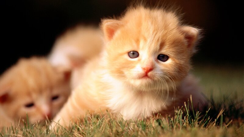 Orange Kittens on Grass
