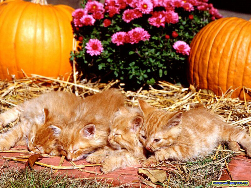 Orange Kittens Sleeping