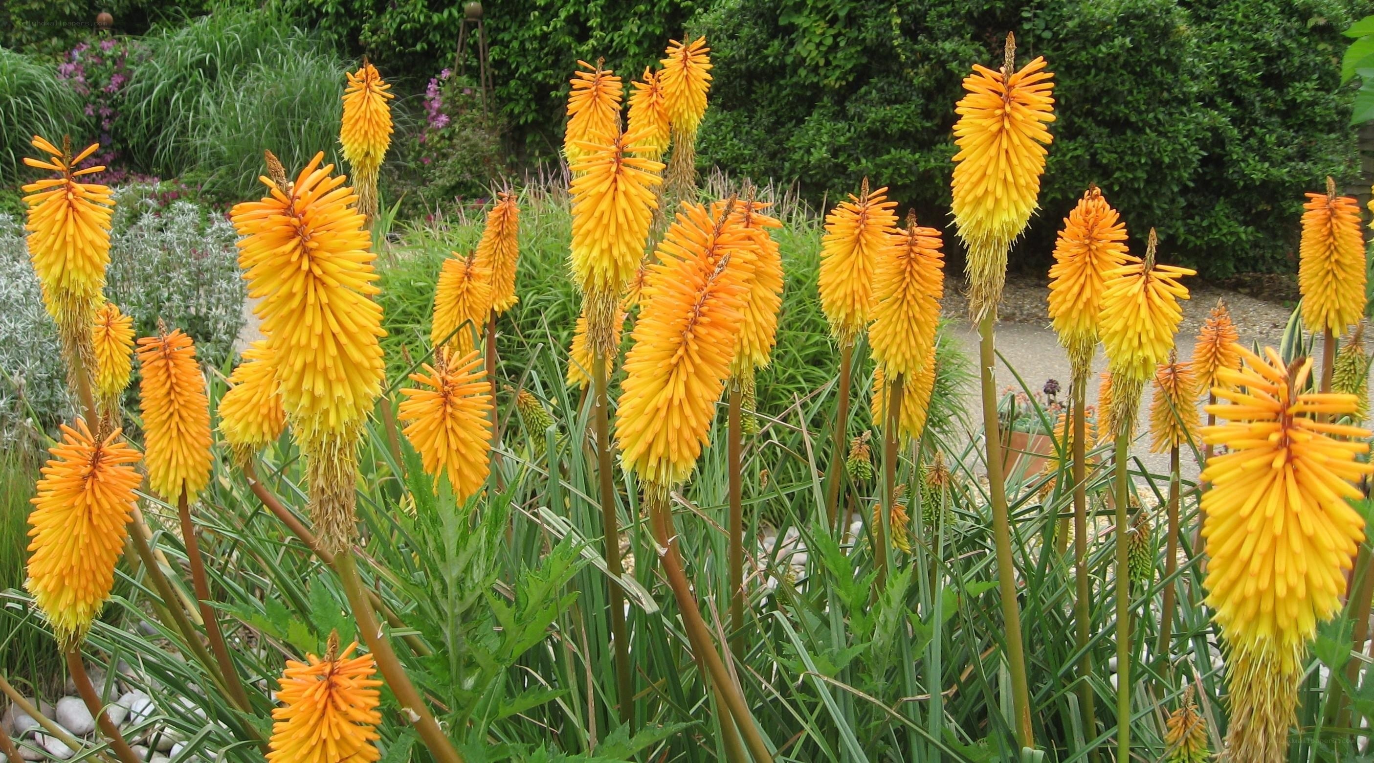 Orange kniphofia flowers in garden
