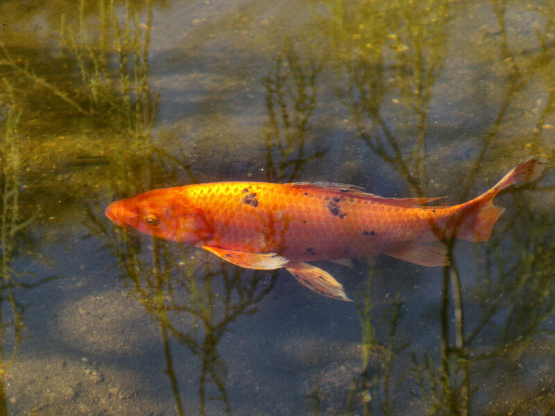 Orange Koi Fish