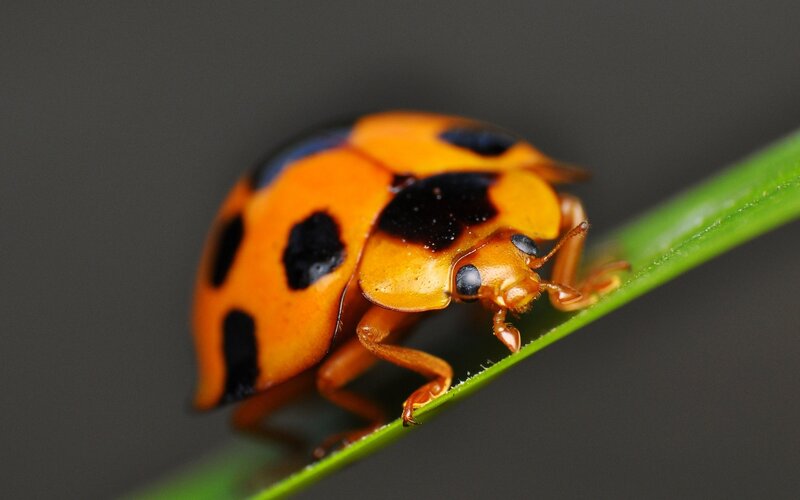 orange ladybug on green leaf