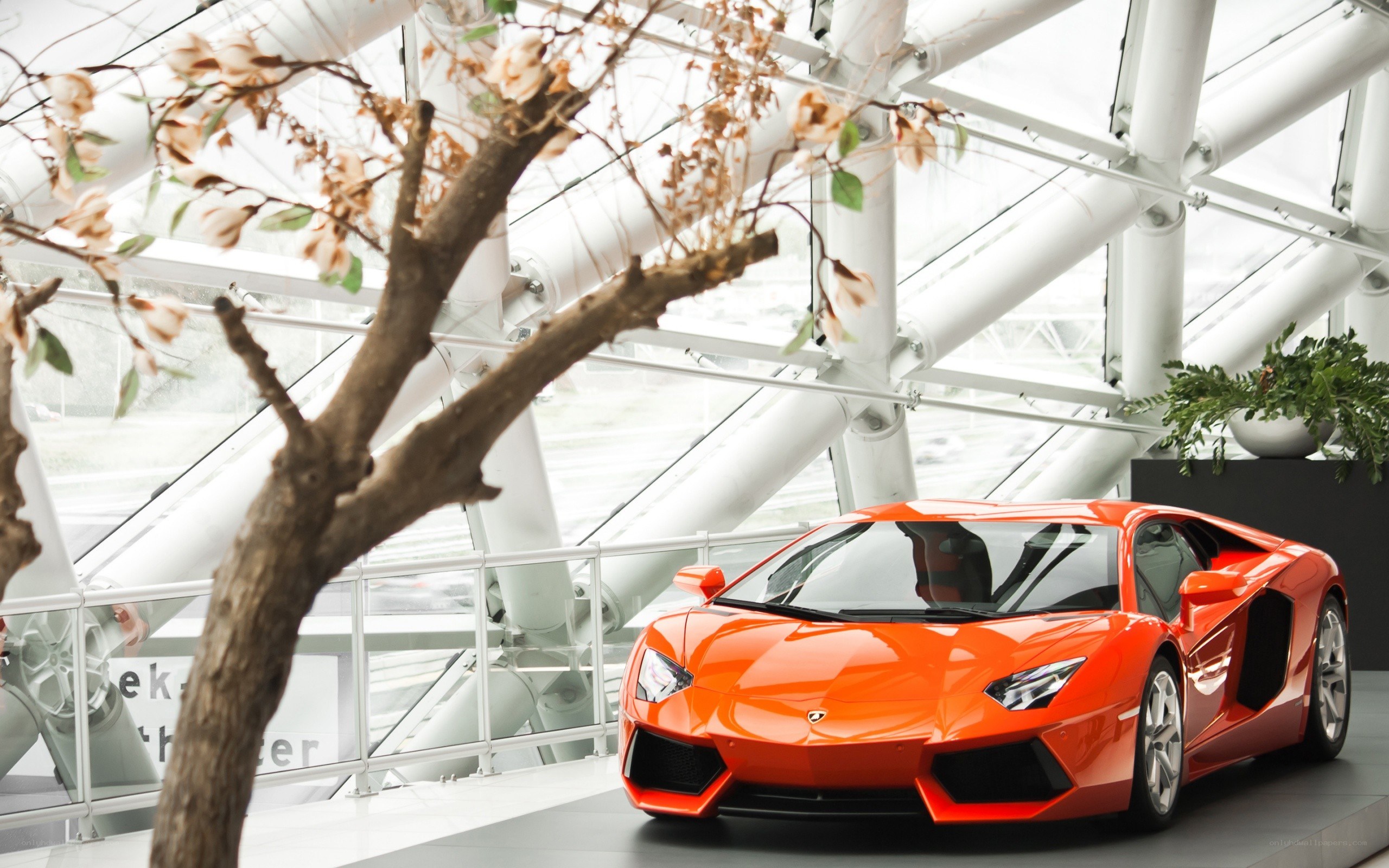 Orange Lamborghini in showroom