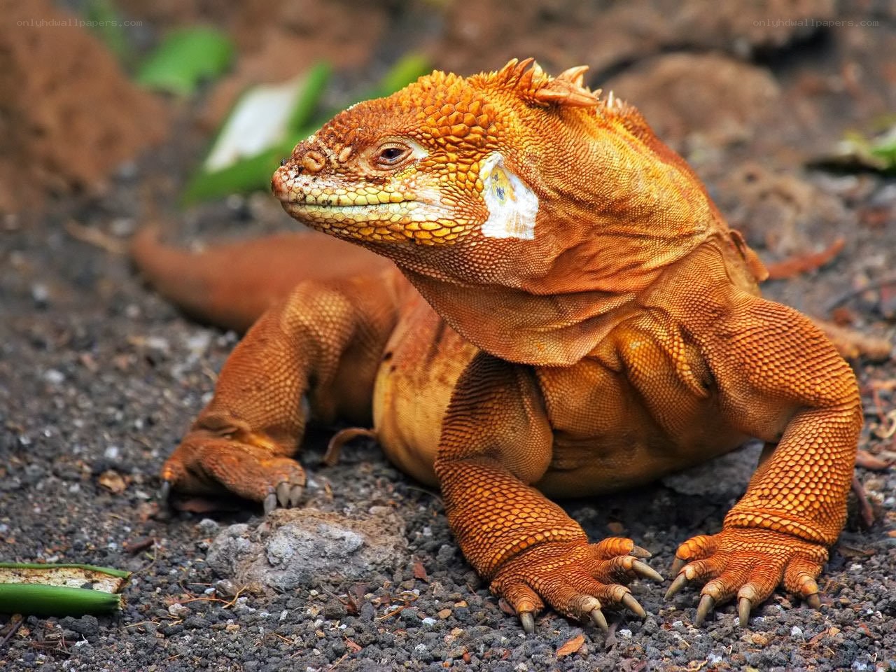 orange land iguana on ground