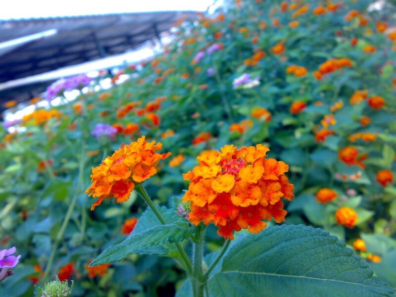 Orange Lantana Flowers — Calm