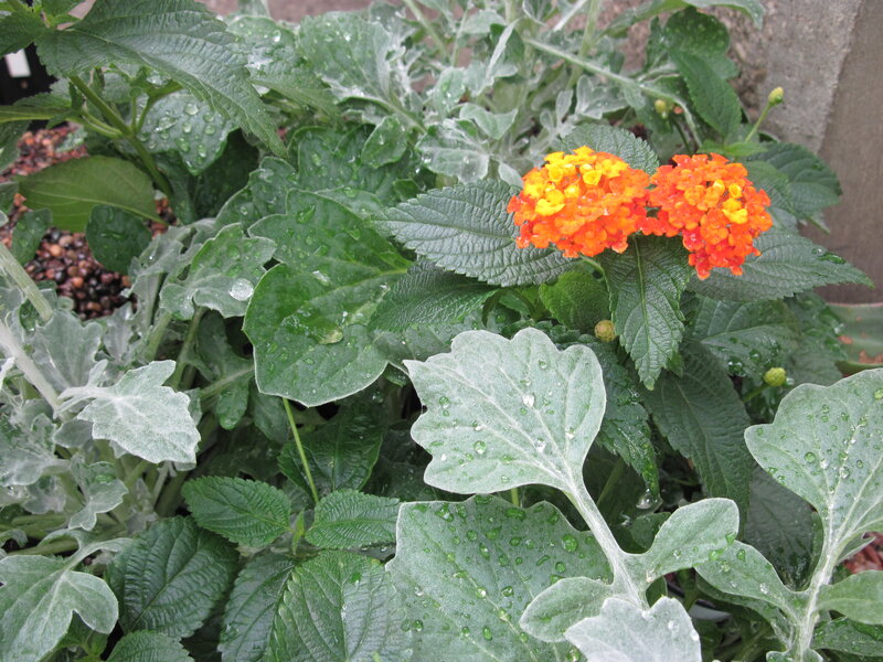 Orange Lantana Flowers — Green