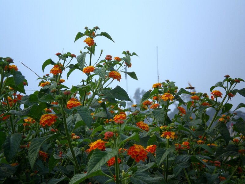 Orange Lantana Flowers