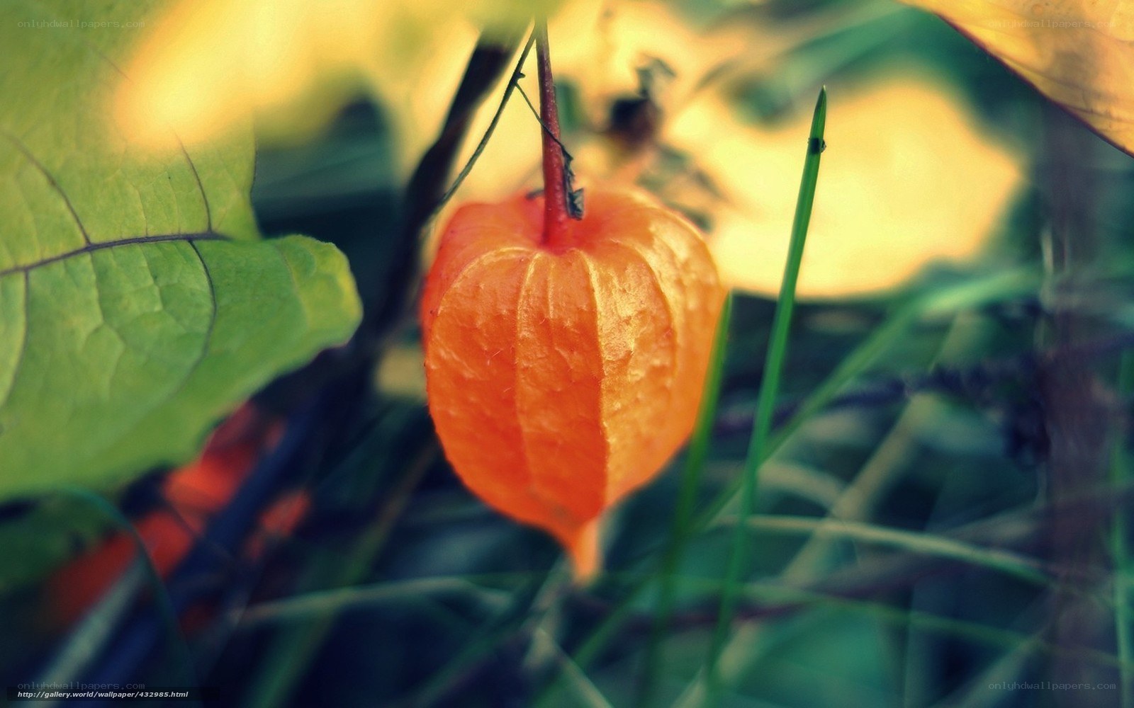 orange lantern fruit in garden