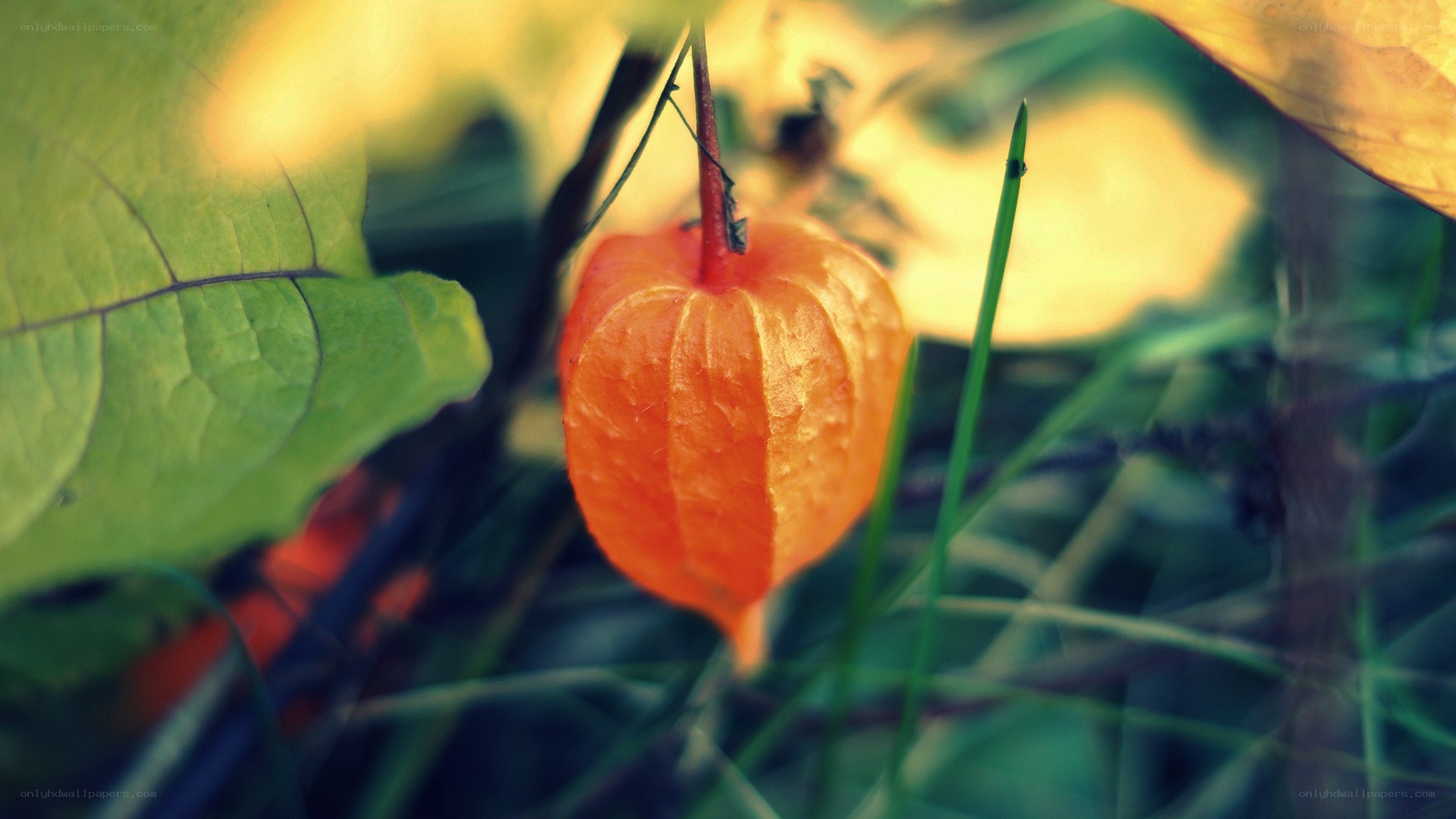orange lantern fruit in garden