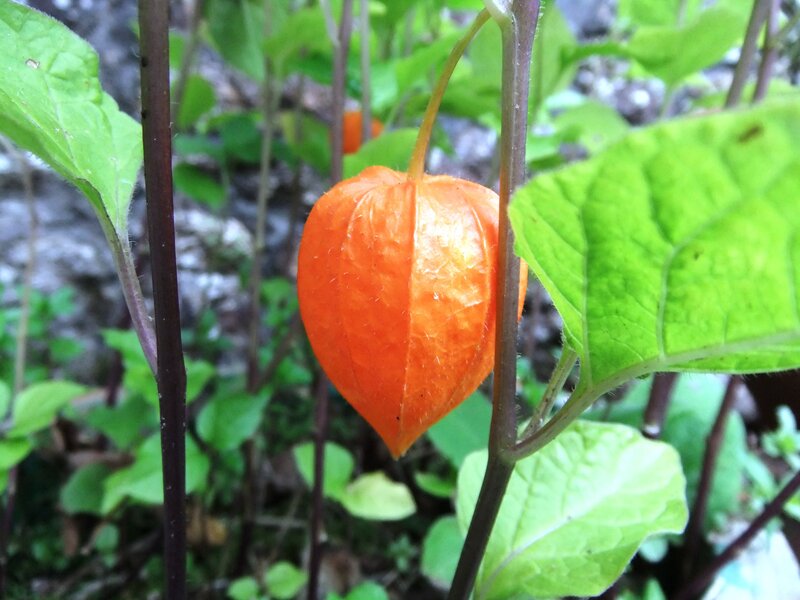 Orange lantern fruit in garden