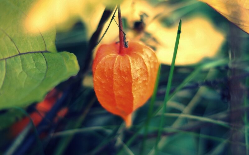 Orange lantern fruit in garden
