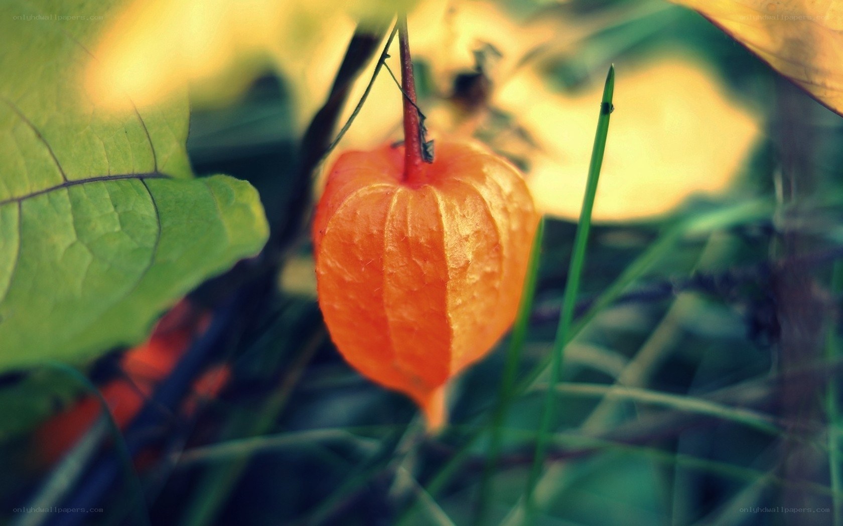 Orange lantern fruit in garden