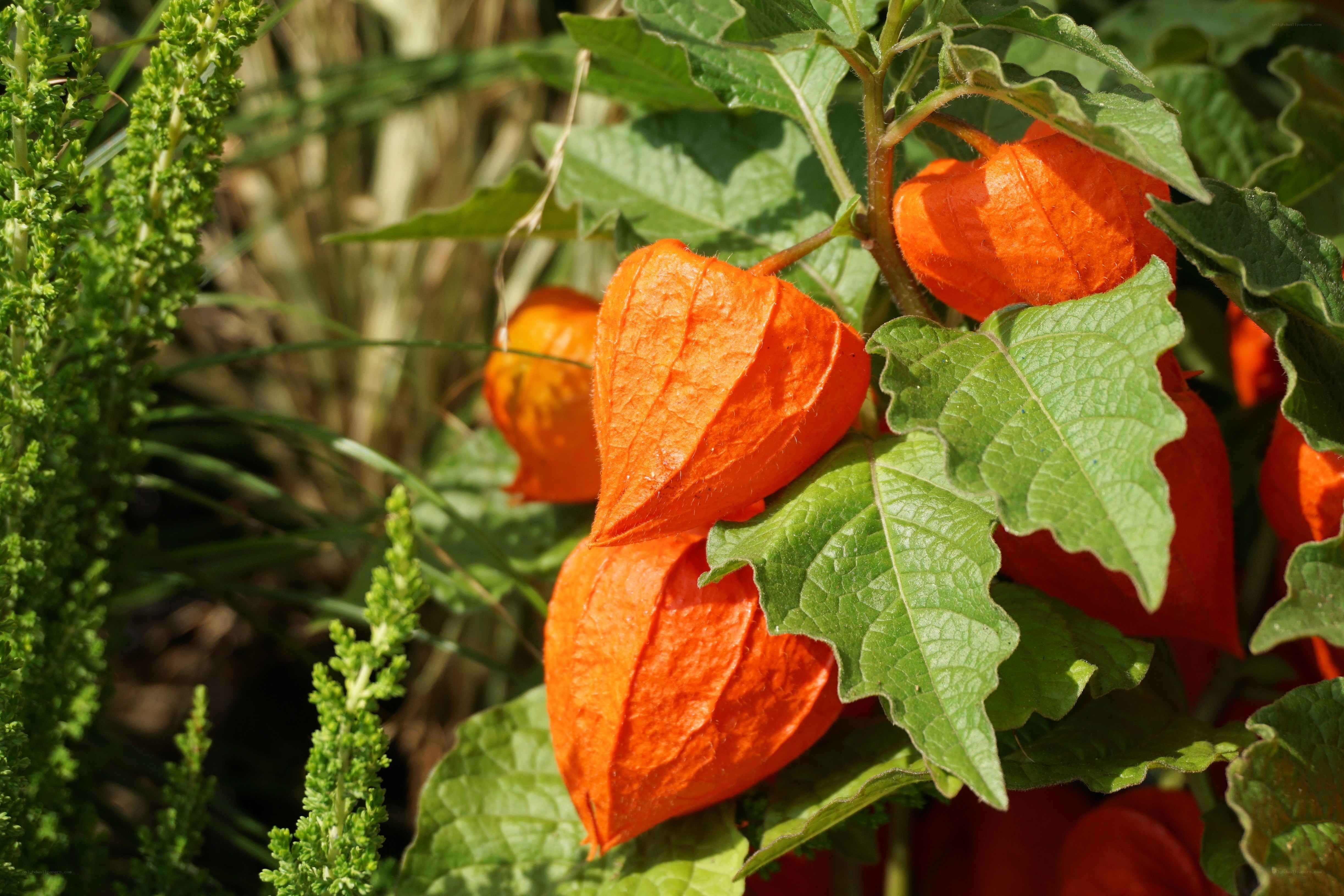 orange lantern fruits on plant
