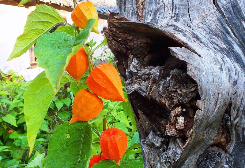 Orange Lantern Plant