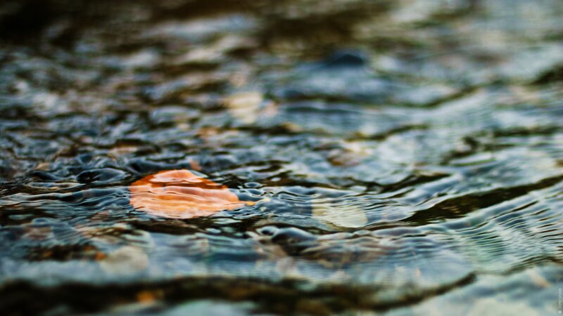 Orange Leaf Floating — Brown