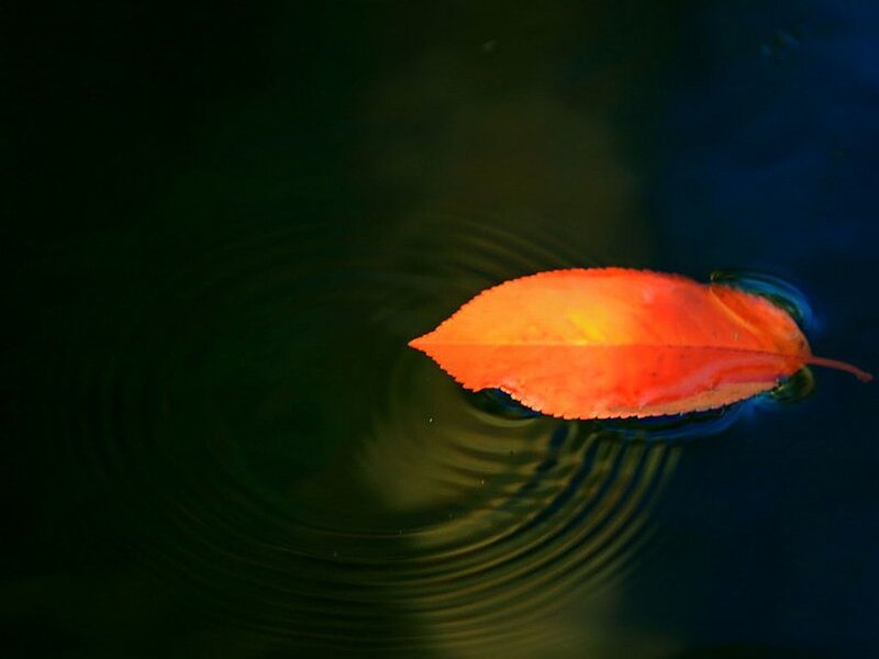 Orange Leaf Floating