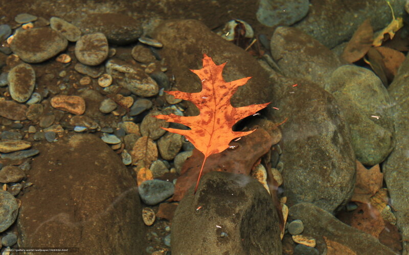 Orange Leaf in Stream