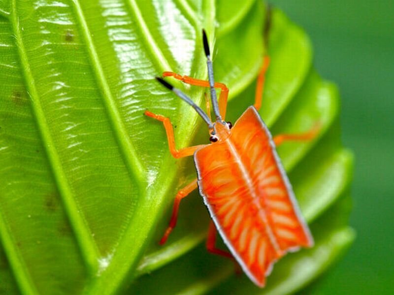 Orange Leaf Insect