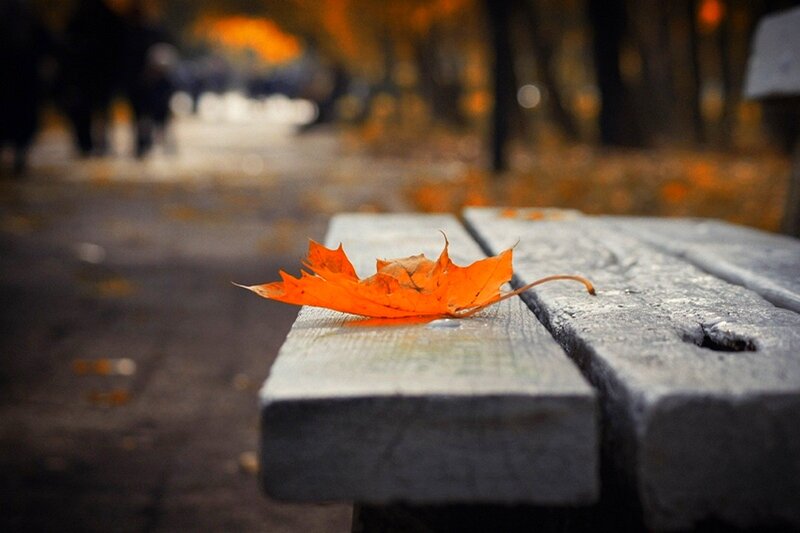 Orange Leaf on Bench