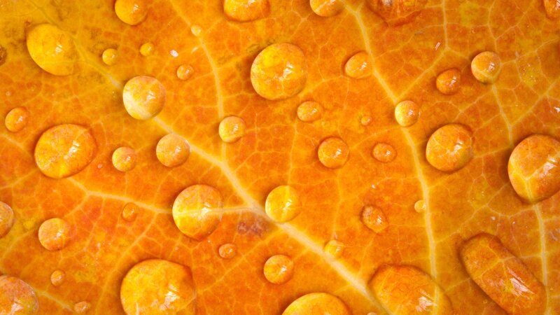 Orange Leaf with Water Droplets