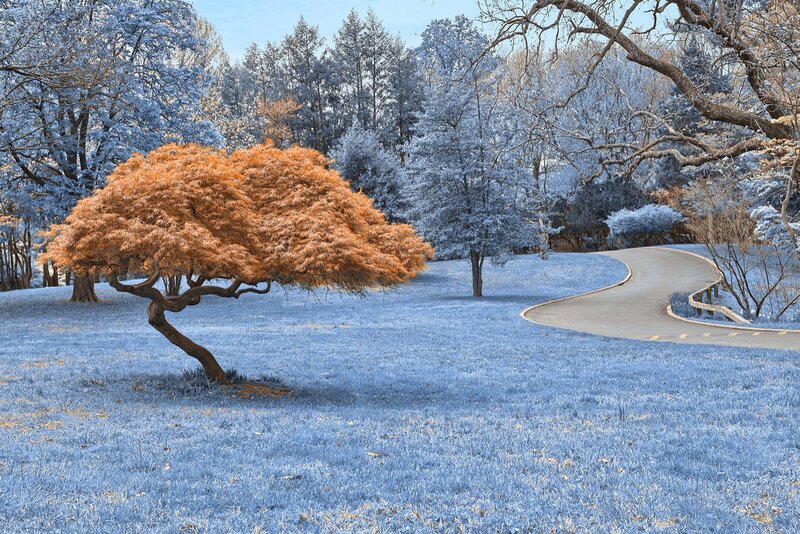 Orange-leafed Tree in Park