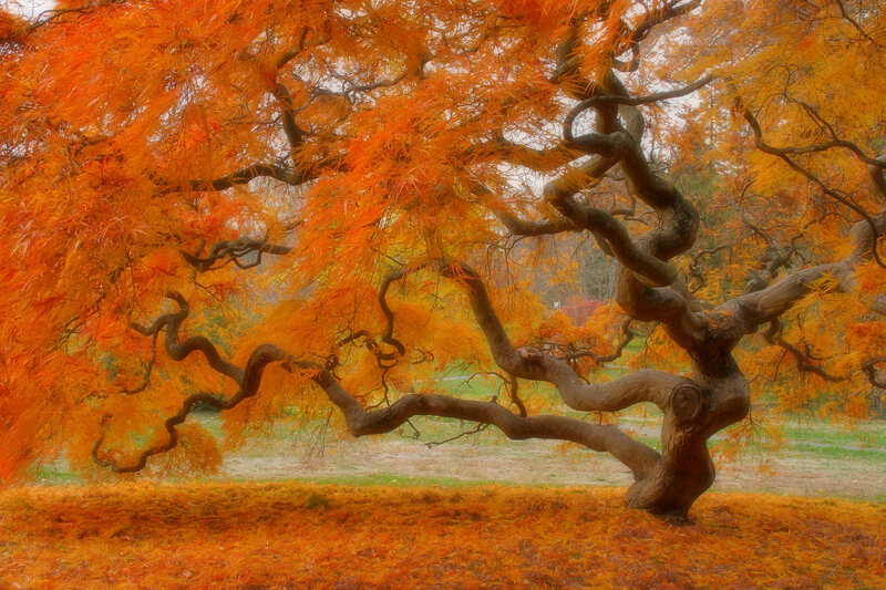 Orange-leafed Tree