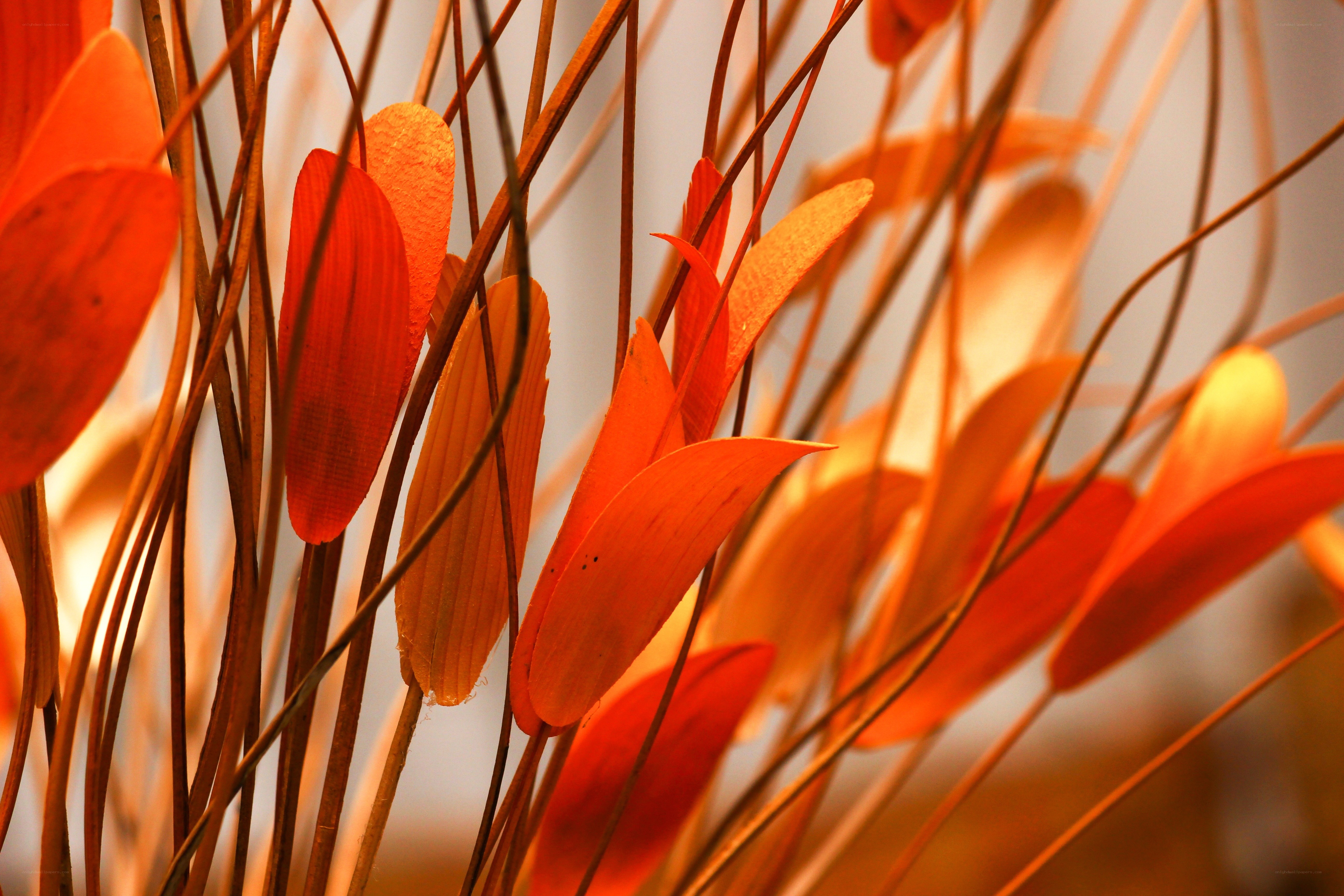 Orange Leaves in Sunlight
