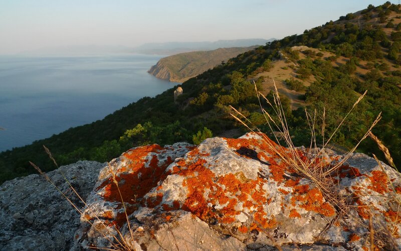 Orange Lichen on Rock — Serene