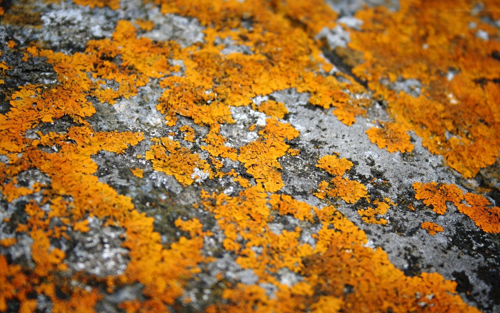 orange lichen on rock surface